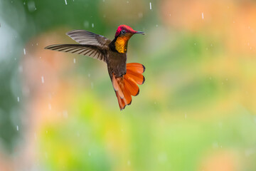 Beautiful pose of a  Ruby Topaz hummingbird flying in the rain with tail flared and colorful background.