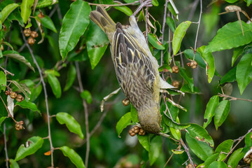 yellow sparrow in natural conditions on a green branch in a national park in Kenya