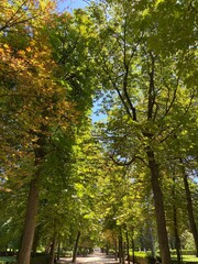 Retiro - essentials trees in the park