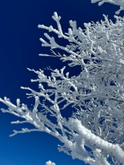 2023年1月の福島県のネコママウンテンの北エリアの霧氷と青空