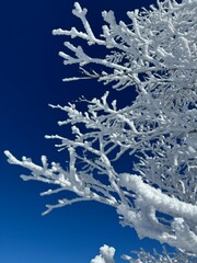 2023年1月の福島県のネコママウンテンの北エリアの霧氷と青空