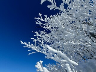 2024年1月の福島県のネコママウンテンの北エリアの霧氷と青空