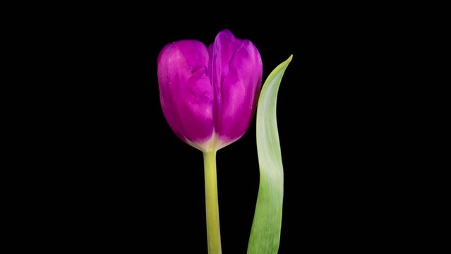 Tulip Blossoms. Beautiful Timelapse of Opening and Withering Beautiful Violet Tulip Flower on Black Background. 4K.