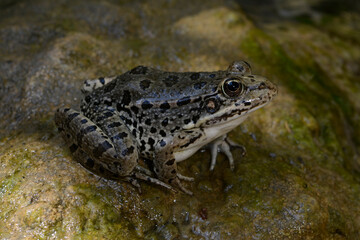 Türkischer Wasserfrosch // Levant water frog (Pelophylax cf. bedriagae / Pelophylax sp.) - Dalyan, Türkei