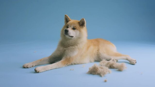 Akita Inu dog lying on the floor with clumps of fur falling around it