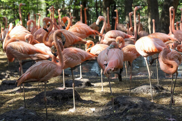 The flamingo is beautiful and cute in garden