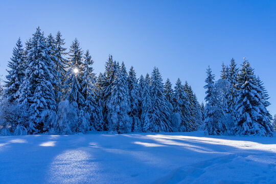 winter landscape with snow covered trees and sun shining from the deep blue sky