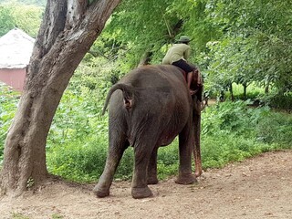Fototapeta premium Elephants relaxing by the Khwae Yai river in Thailand.