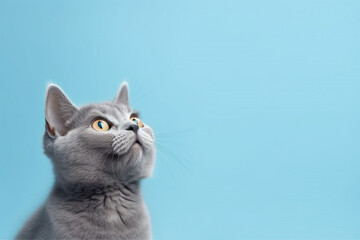adorable cute cat standing isolated on blue background, with Copy space for text - obrazy, fototapety, plakaty