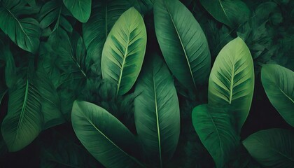 tropical leaves texture abstract nature leaf green texture background vintage dark tone picture can used wallpaper desktop illustration - obrazy, fototapety, plakaty