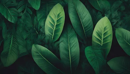 Fotobehang tropical leaves texture abstract nature leaf green texture background vintage dark tone picture can used wallpaper desktop illustration © Katherine