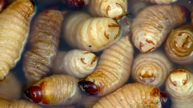 Palm worms, in tray with water in the Ecuadorian local market. Edible palm weevil larvae, Rhynchophorus phoenicis. ProRes video