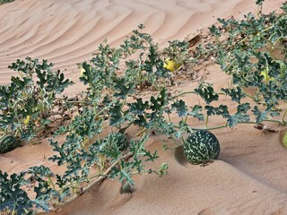 A detailed close-up of Citrullus ecirrhosus, commonly known as Namib tsamma. This perennial desert...