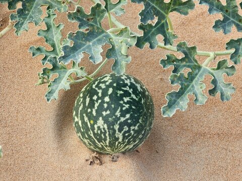 Citrullus ecirrhosus desert watermelon image isolated Nice background display Beautiful colourful natural beauty scenery Great Views HD Photo