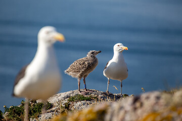 Dublin's Coastal Guardian - Great Black-Backed Gull (Larus marinus) off Howth's Coast