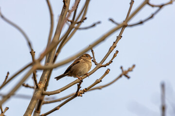 Dublin's Delight - Female House Sparrow (Passer domesticus) in Father Collins Park
