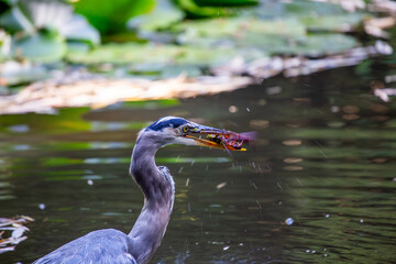 San Francisco's Stately Sentinel - Great Blue Heron at Heron's Head Park