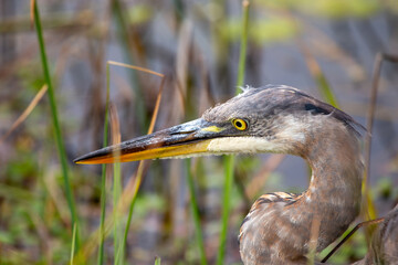 San Francisco's Stately Sentinel - Great Blue Heron at Heron's Head Park