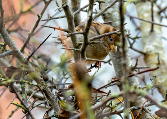 Dublin's Delight - Female House Sparrow (Passer domesticus) in Father Collins Park