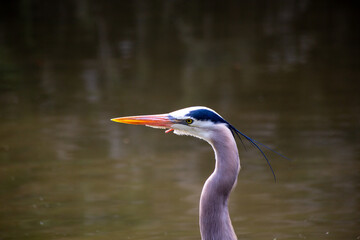 San Francisco's Stately Sentinel - Great Blue Heron at Heron's Head Park