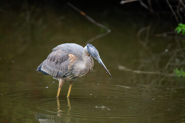San Francisco's Stately Sentinel - Great Blue Heron at Heron's Head Park