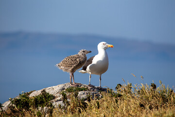 Dublin's Coastal Guardian - Great Black-Backed Gull (Larus marinus) off Howth's Coast