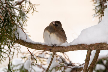 A dark eyed junco bird perches on a snowy tree branch on a January day in Iowa. 