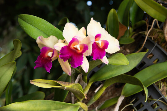 Cattleya orchid purple flowers