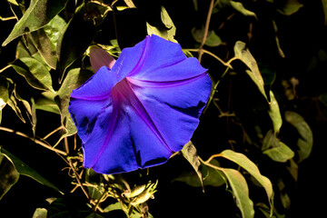 Glória-da-manhã é uma flor que tem uma tonalidade de cor azulada. Planta da Mata Atlântica...
