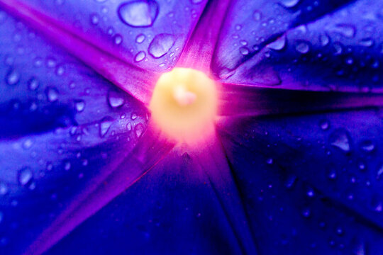 Glória-da-manhã é uma flor que tem uma tonalidade de cor azulada. Planta da Mata Atlântica Brasileira, São Paulo, Brasil. 