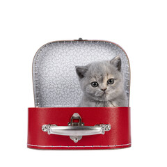 Cute 6 weeks old British Shorthair cat kitten, sitting in red suitcase. L ooking straight to camera. Isolated cutout on transparent background.