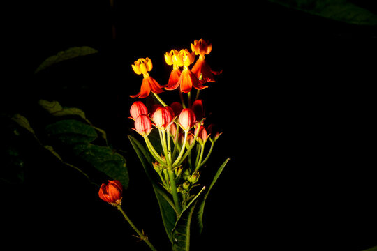 Lantana camara, conhecida popularmente como camar&aacute;, cambar&aacute;, camar&aacute;-de-cheiro, camar&aacute;-de-espinho, cambar&aacute;-de-cheiro, cambar&aacute;-de-chumbo, cambar&aacute;-de-espinho, cambar&aacute;-mi&uacute;do, cambar&aacute;-verdadeiro e cambia