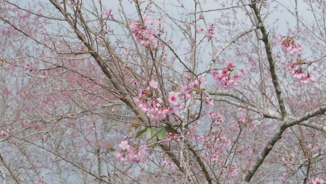 Beautiful Nang Phaya Sua Krong tree spring pink blossoms under pure blue spring sky at Phu Hin Rong Kla, Phitsanulok, Thailand. Nang Phaya Sua Krong tree is nicknamed flowers Sakura of Thailand.