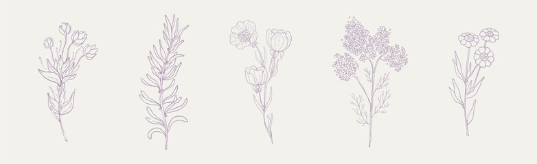Hand Drawn Flower and Blooming Plant on Stem Vector Set
