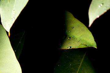 Folha verde de eucalipto com gostas de orvalho.