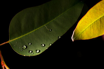 Folha verde de eucalipto com gostas de orvalho.