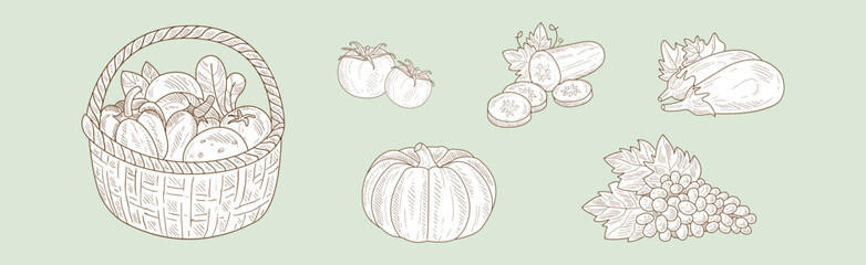 Harvest with Ripe and Mature Crop Sketch Hand Drawn Vector Set