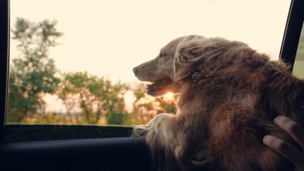 Kind dog blows by wind from open car window during trip. Charming dog look out open car window....