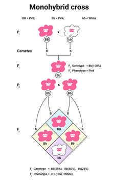 Diagram of Monohybrid Cross with flower, law of segregation, vector illustration. 