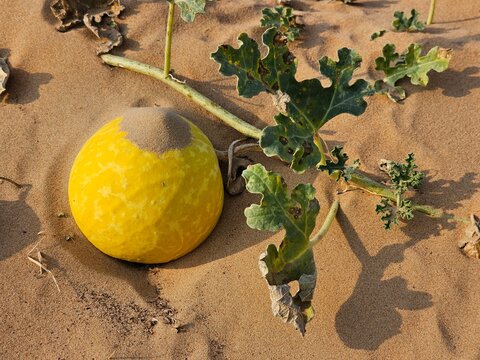 Citrullus ecirrhosus desert watermelon image isolated Nice background display Beautiful colourful natural beauty scenery Great Views HD Photo