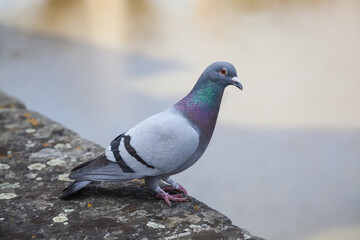 A pigeon walking at the side of a river