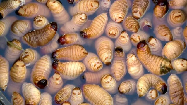 Palm worms, in tray with water in the Ecuadorian local market. Edible palm weevil larvae, Rhynchophorus phoenicis. ProRes video