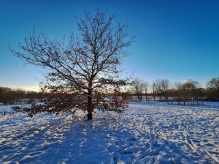Bald tree in a winter landscape.