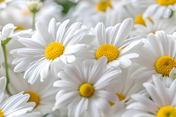 Daisy pattern blossom white flower, nature texture