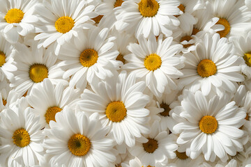 Daisy pattern blossom white flower, nature texture