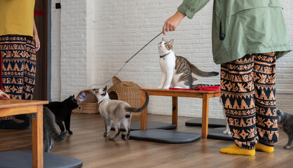 Group of cats living in cat cafe. Cat cafe are a type of coffee shop where patrons can play with...