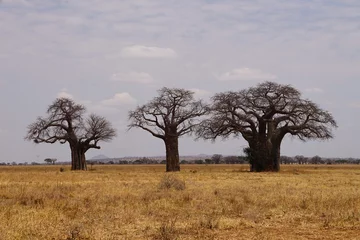 Fotobehang Baobab african wilderness, baobab trees in savannah  © JaDeLissen