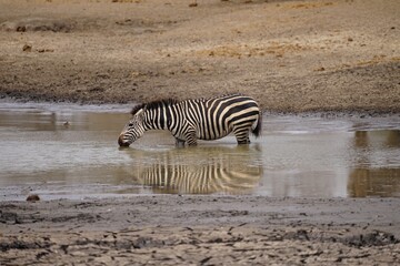 Fototapeta na wymiar african wilderness, zebras, water hole, shoreline