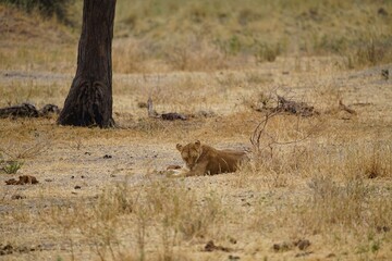 african wilderness, lioness in savannah