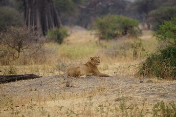 african wilderness, lioness in savannah